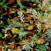minature leaves
