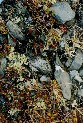 lichen and grasses