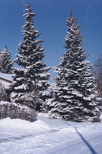two spruce trees in the snow