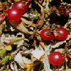 red berries