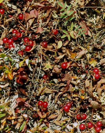 red berries