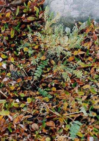 miniature leaves