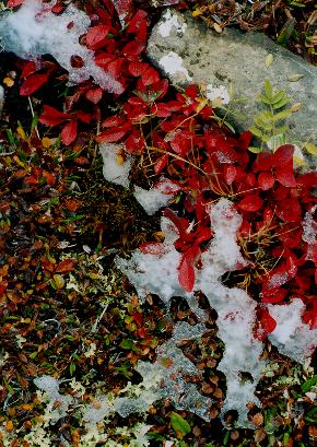 snow melts