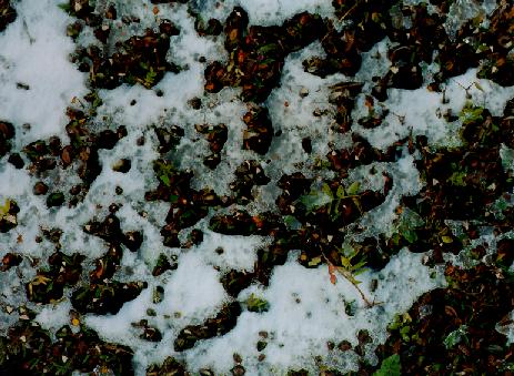 ice