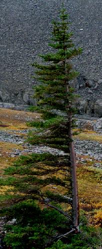 lone tree