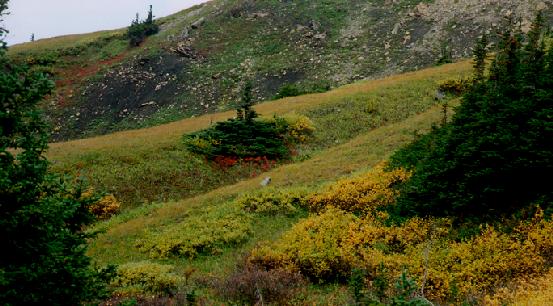 soft hills
