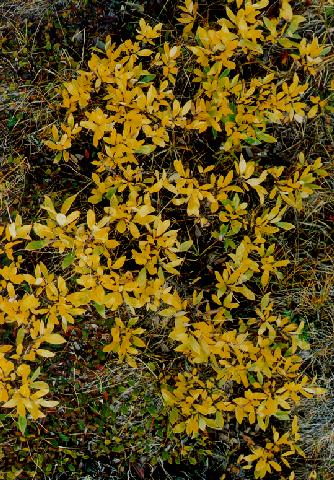 yellow leaves