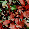 red leaves