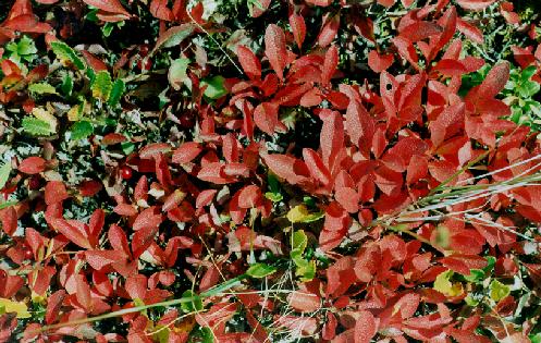 red leaves